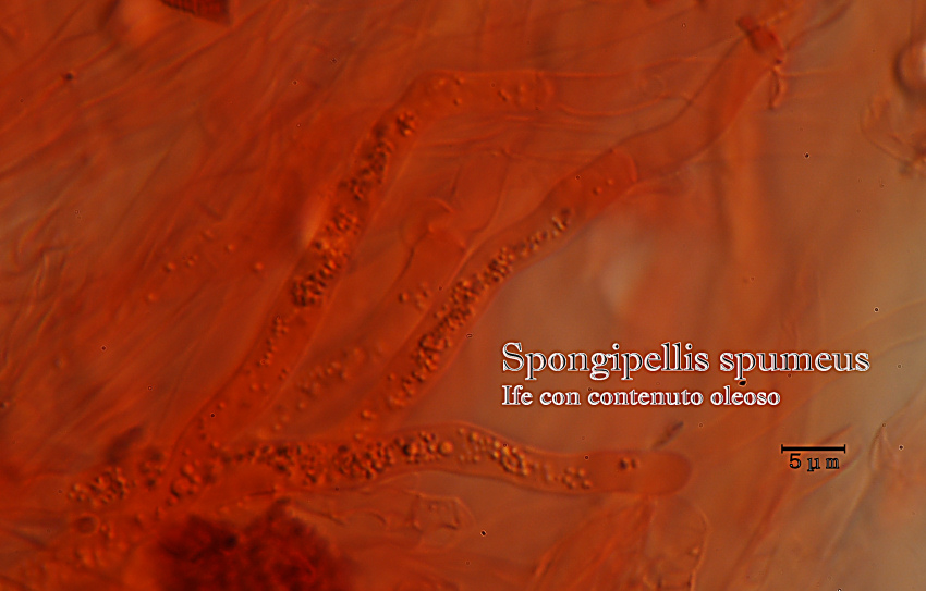 Spongipellis spumeus (Sowerby) Pat.